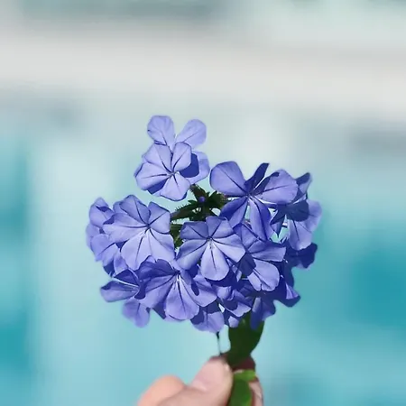 Sky Senses فندق